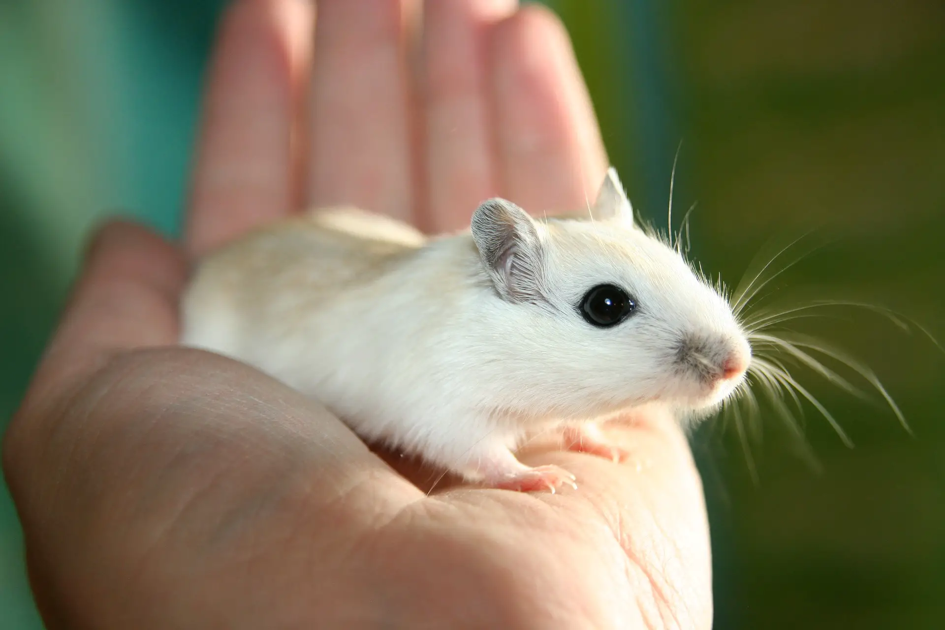 Gerbils can be neutered, but it is a risky procedure