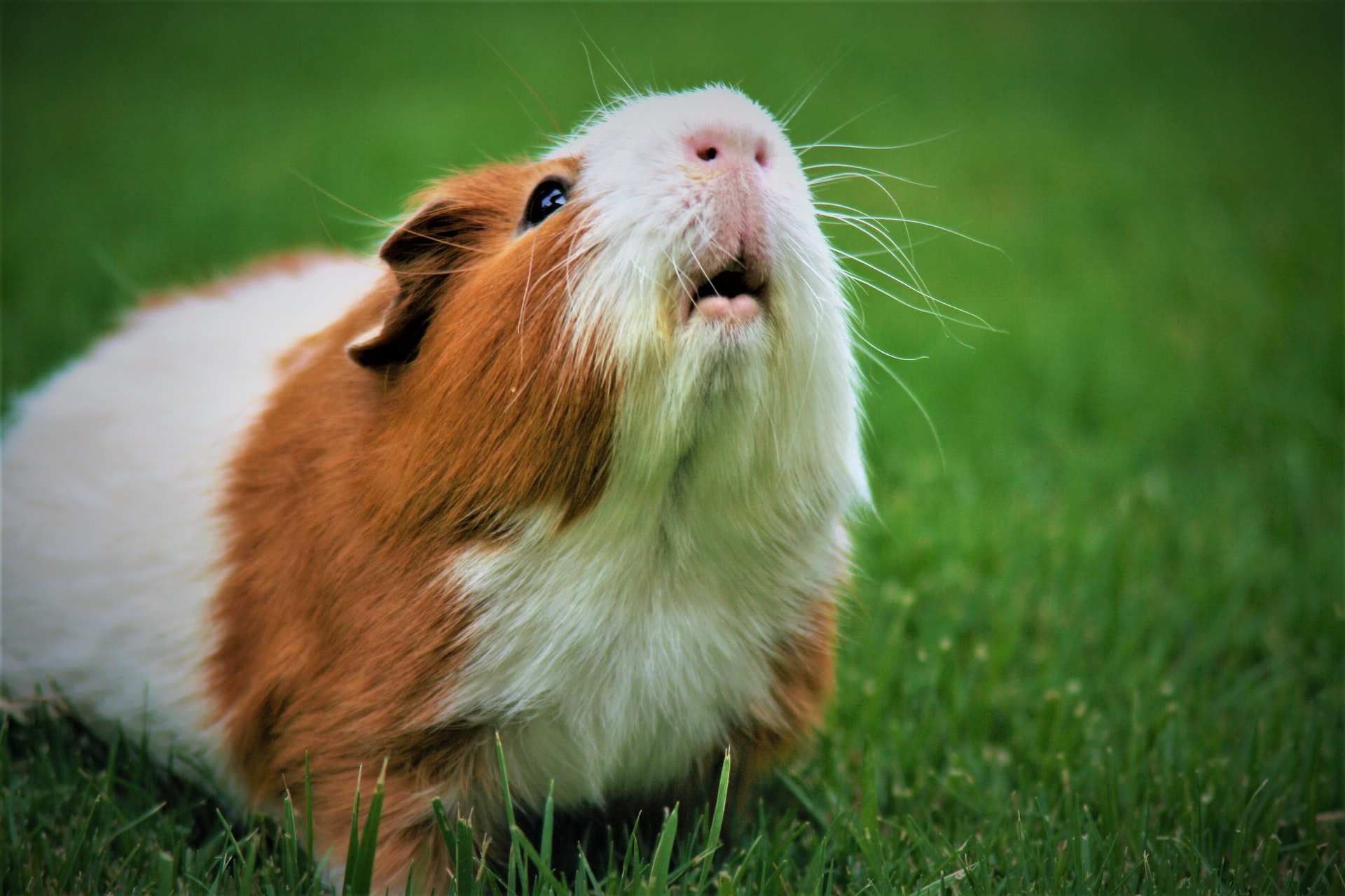 Guinea pigs are not real pigs