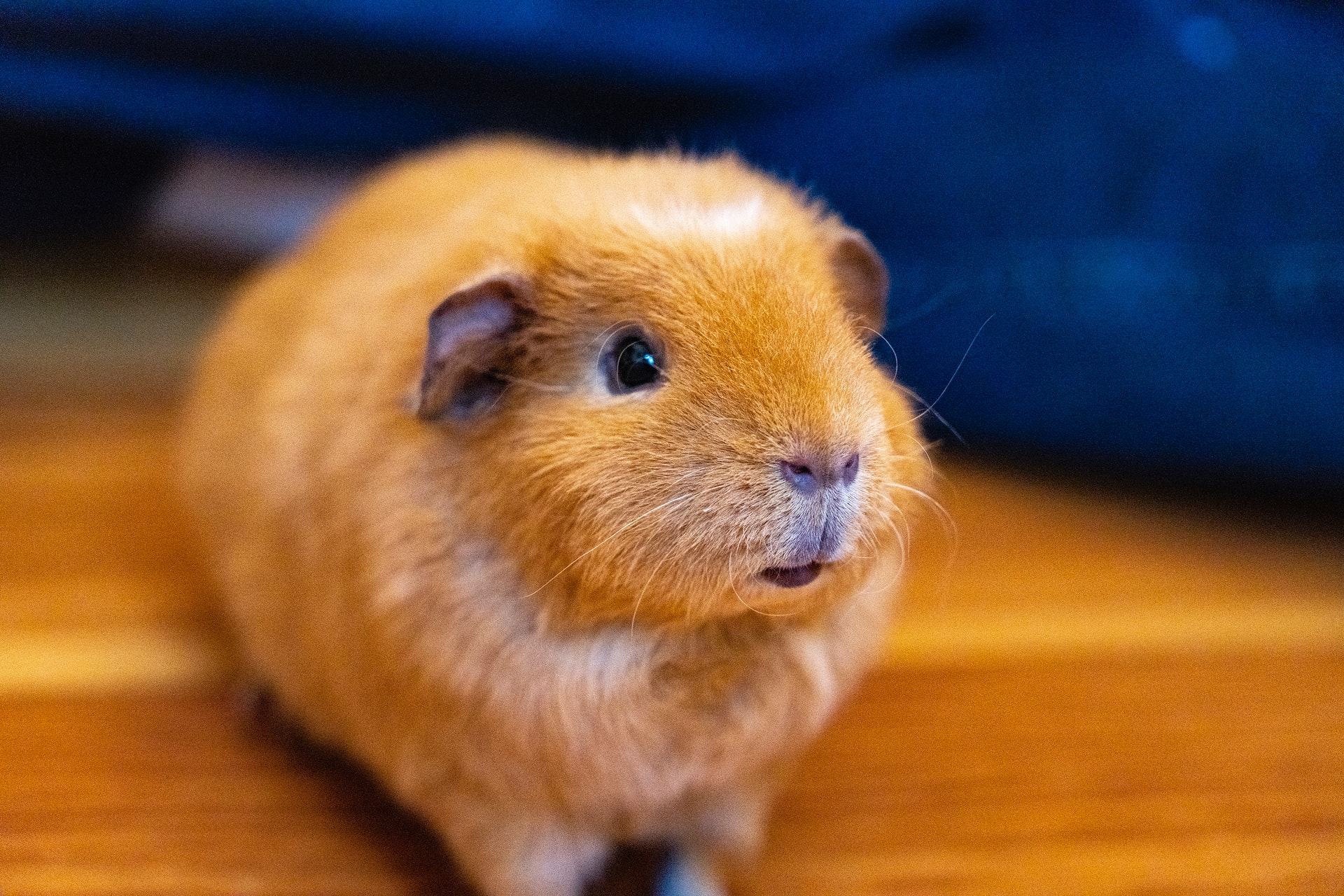 Are guinea pigs color blind