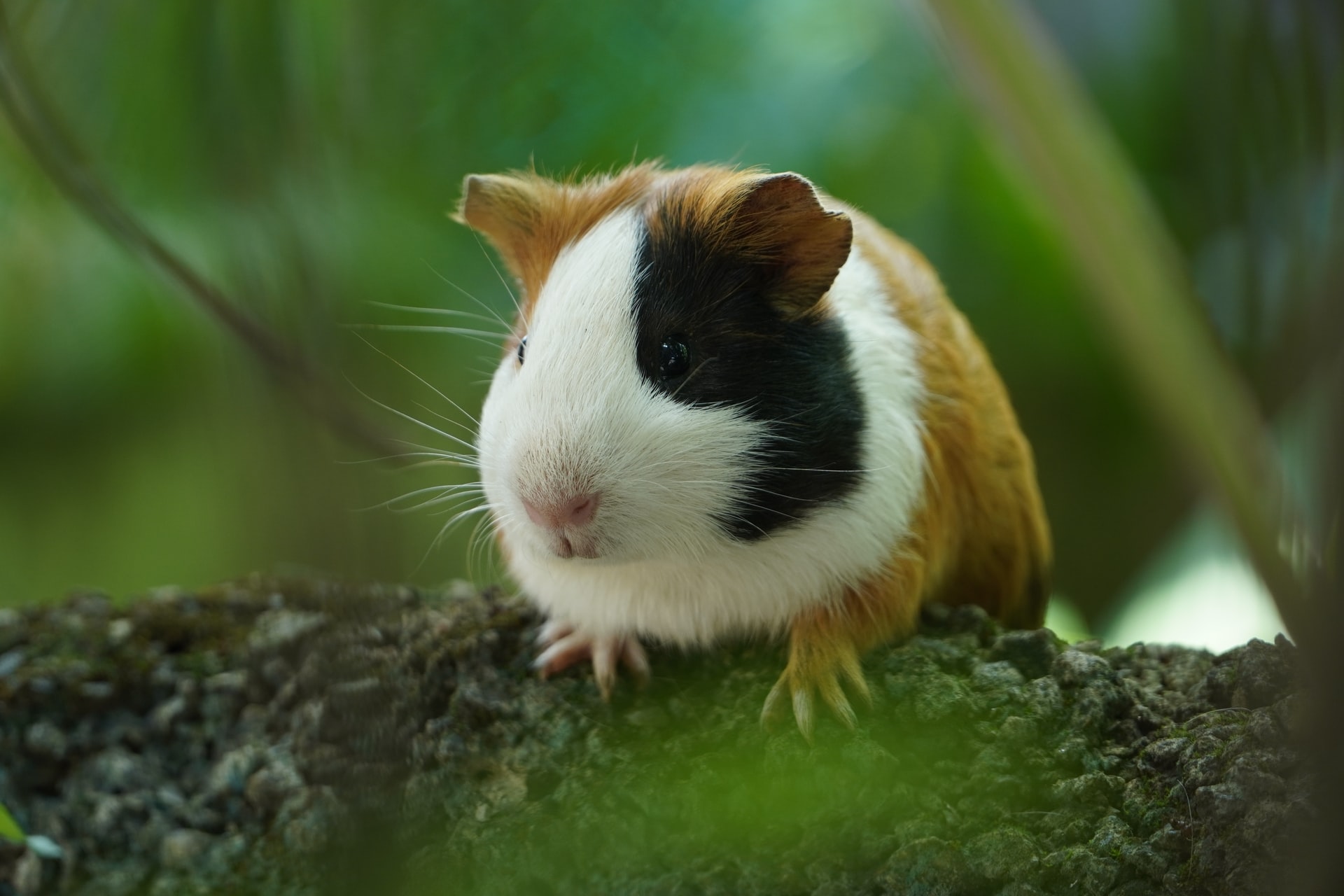 Domesticated guinea pigs can not survive in the wild