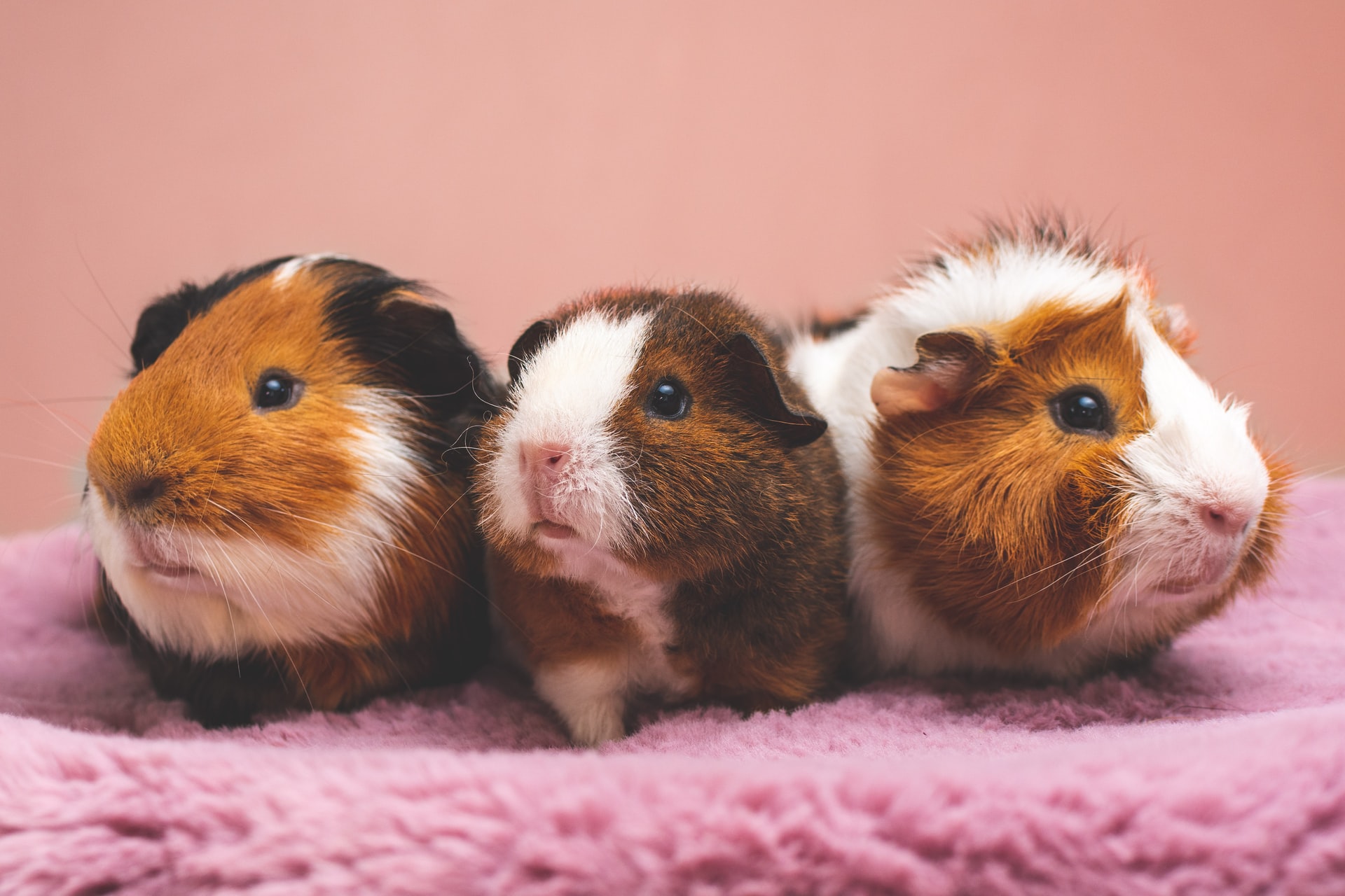Guinea pigs are pack animals and do better in pairs or even groups