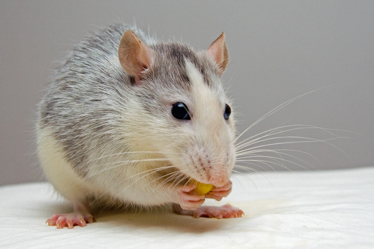 Mice eat bird seed