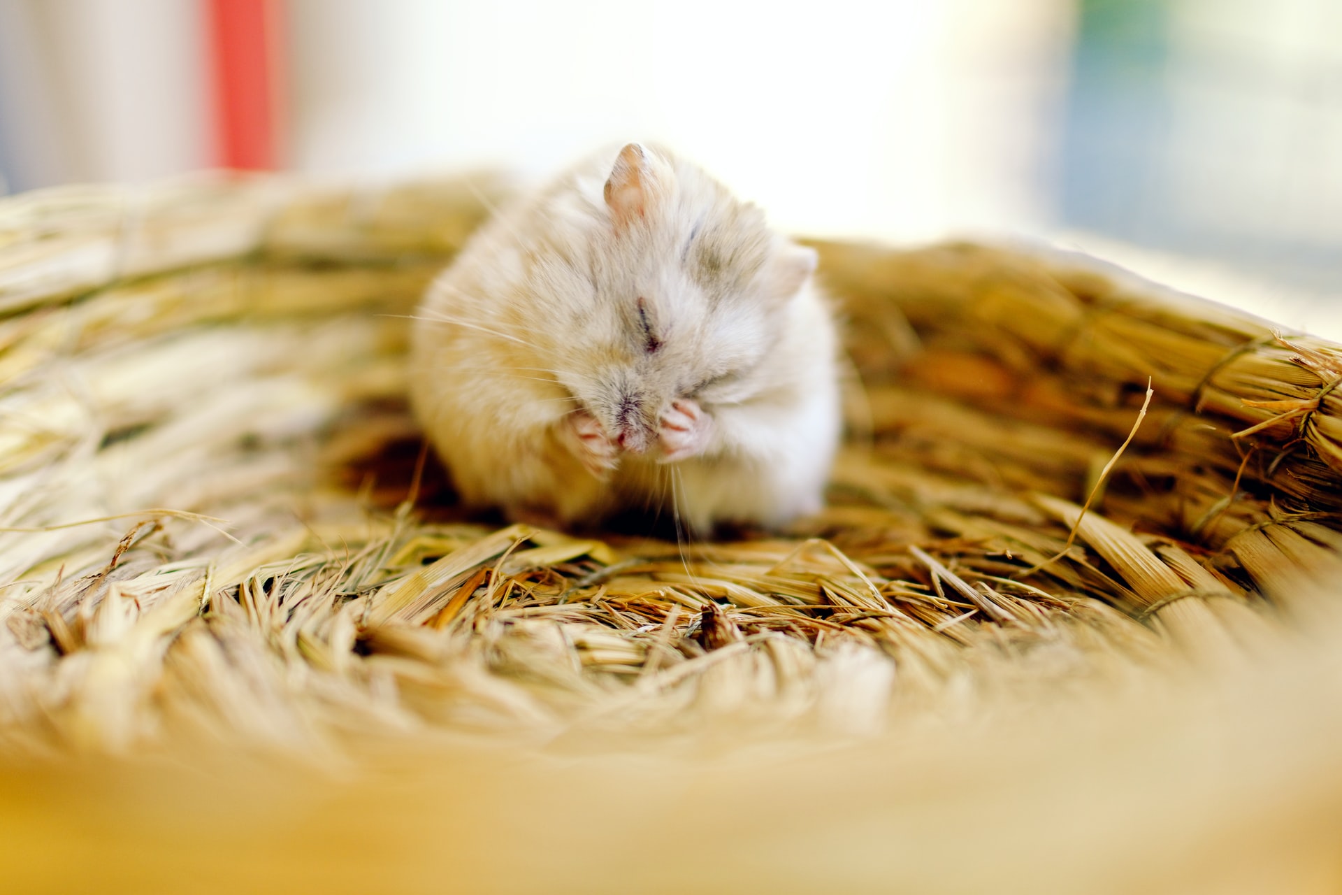 Are pet mice clean?