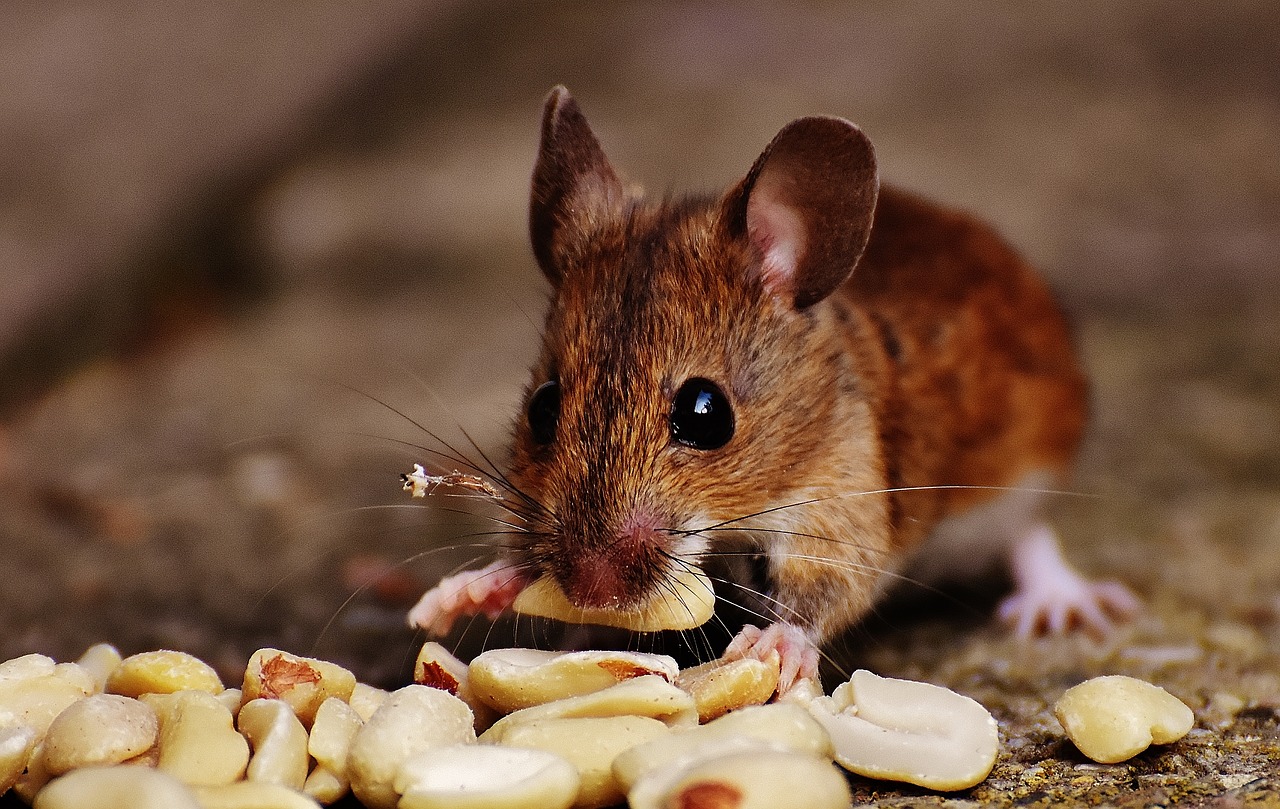 Mice eat nuts, but they should not too many