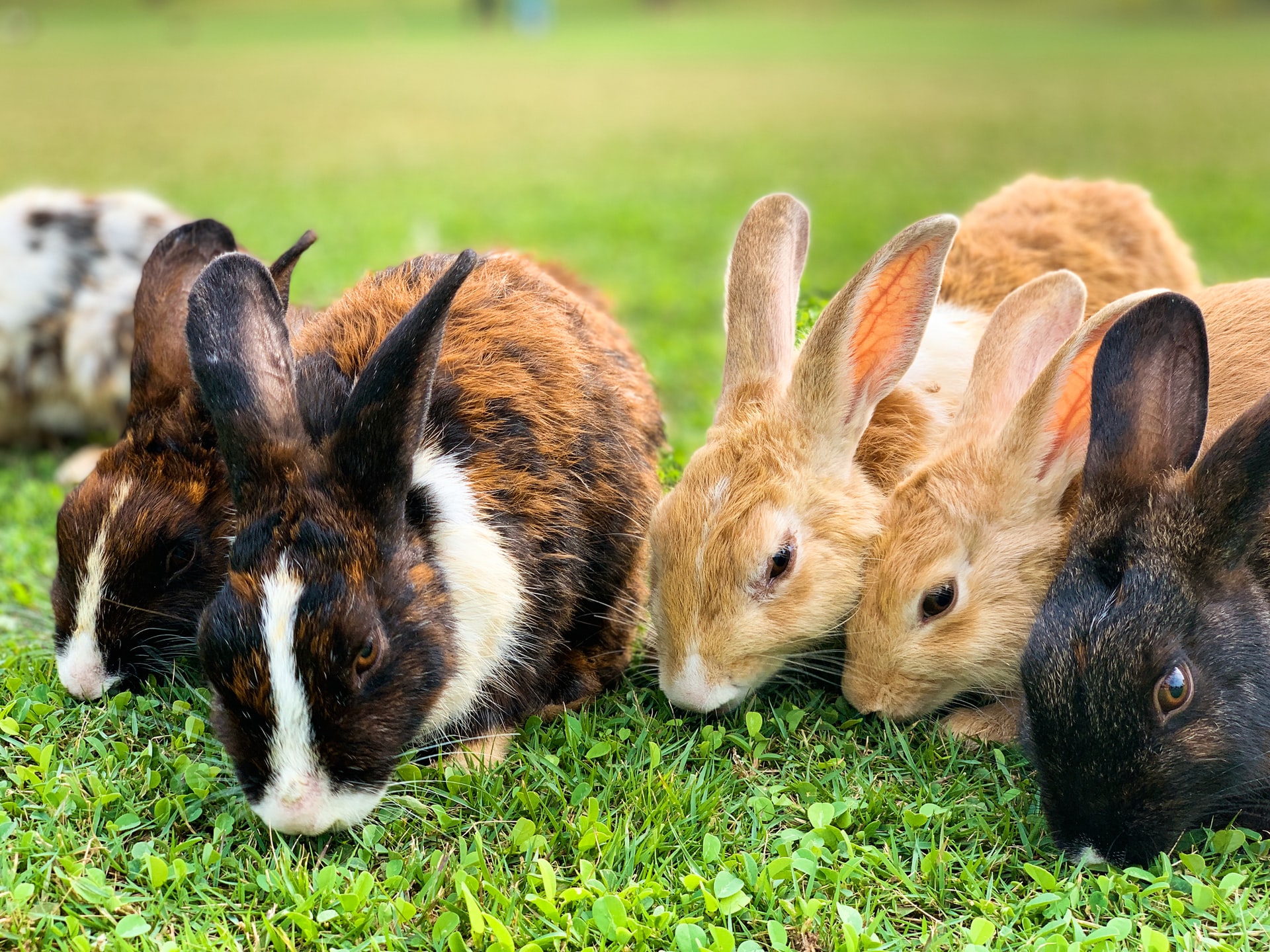 Are rabbits social animals and mustn't be kept alone