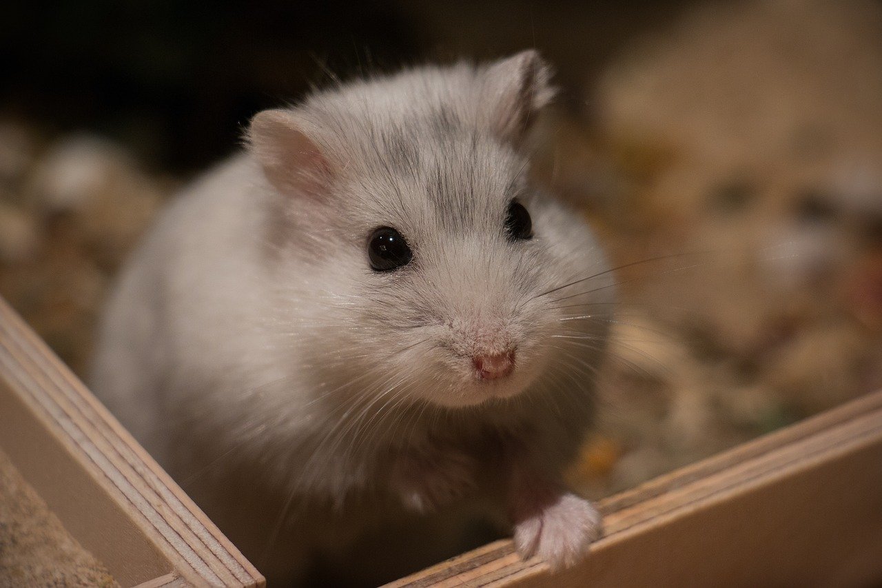 Hamsters jump normally only out of joy or fright