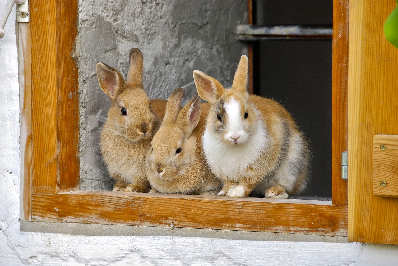 Are rabbits intelligent