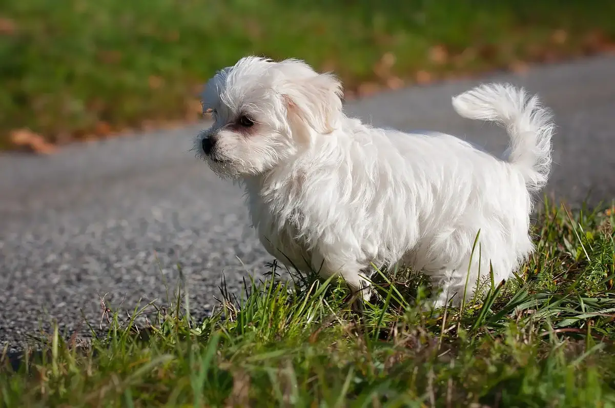 can maltese poodles eat banana