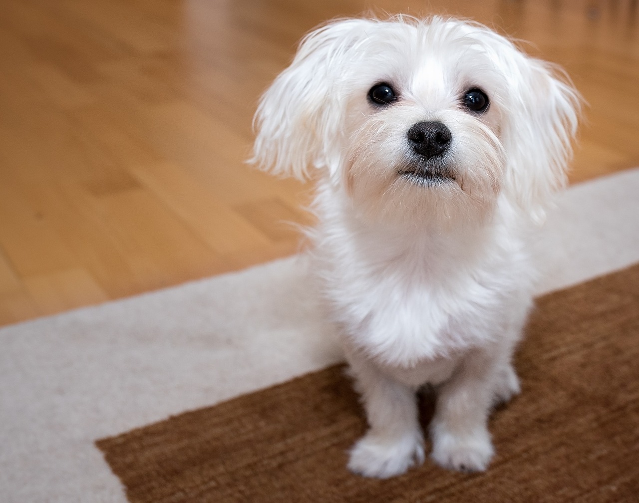Maltese are the perfect dogs for first time owners
