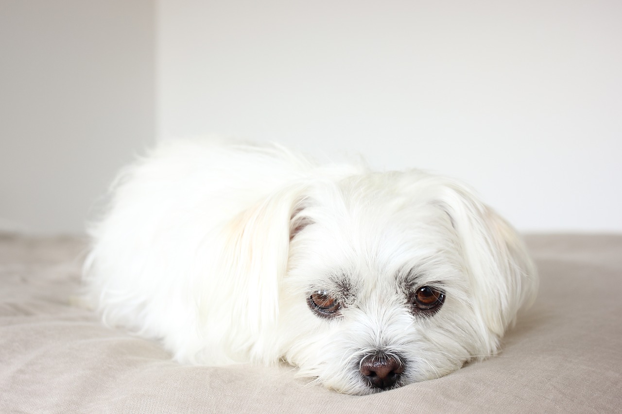 Maltese dogs should get much sleep, more than 12 hours per day