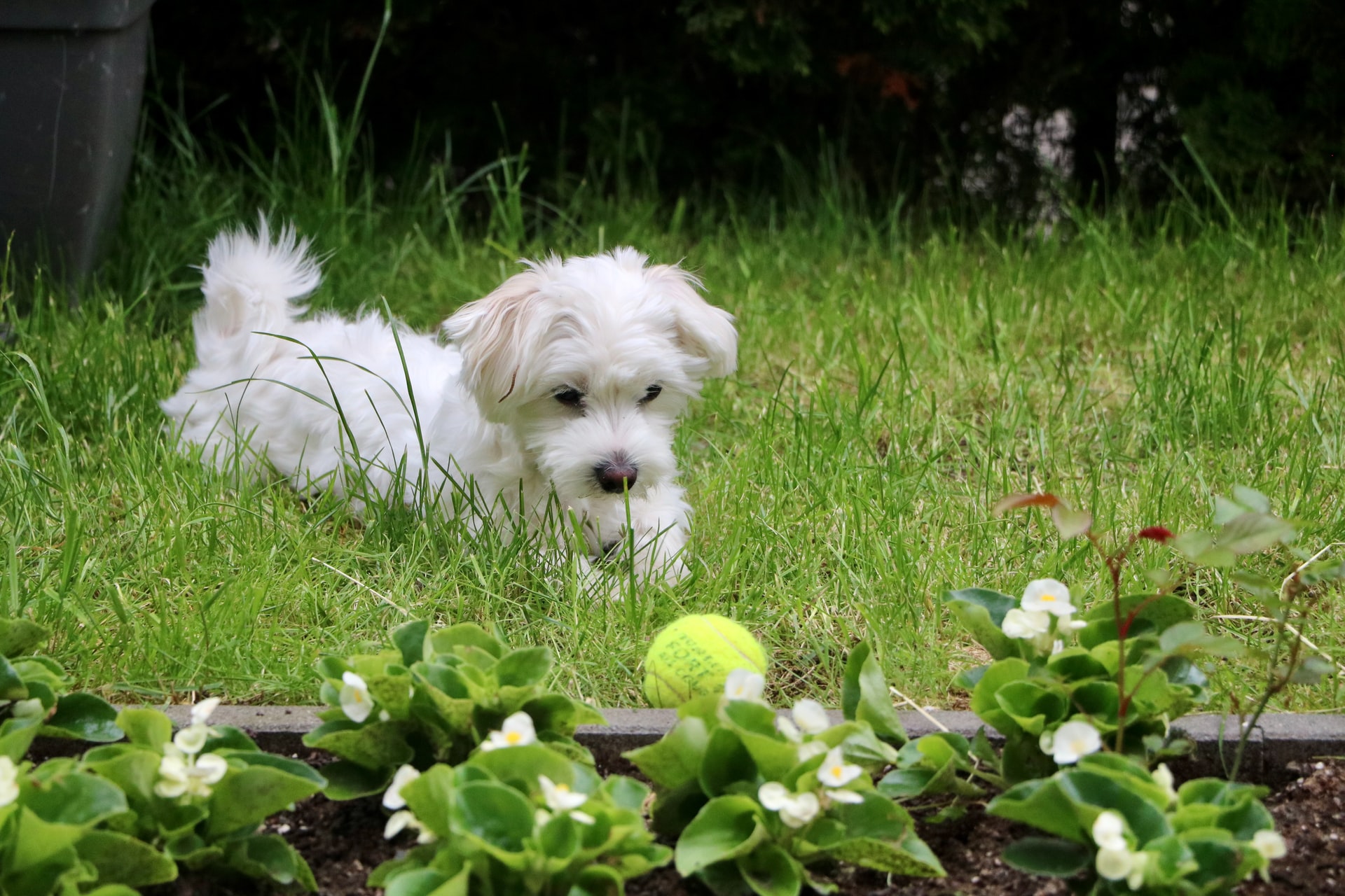 Are Maltese indoor or outdoor dogs?