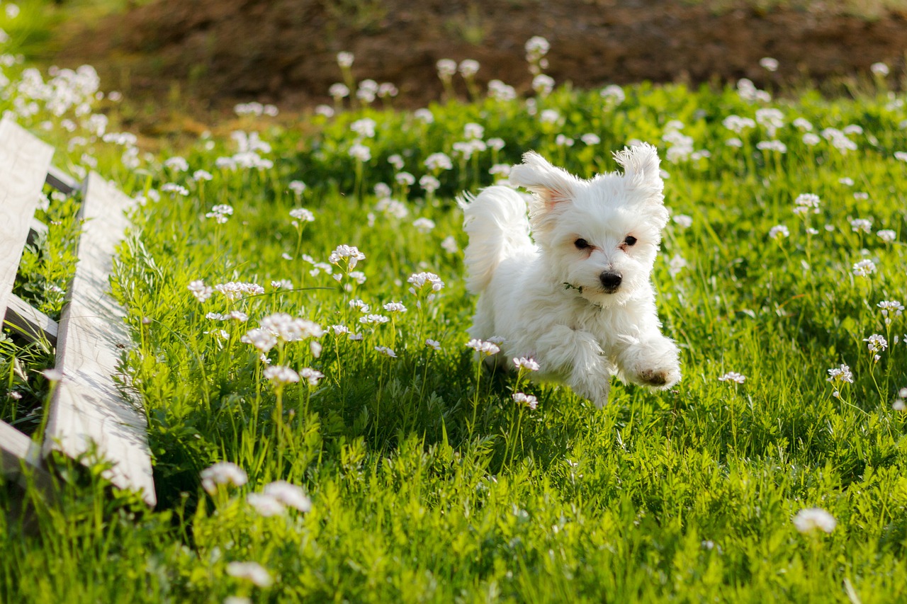 Maltese can run long distances if they can get used to do so