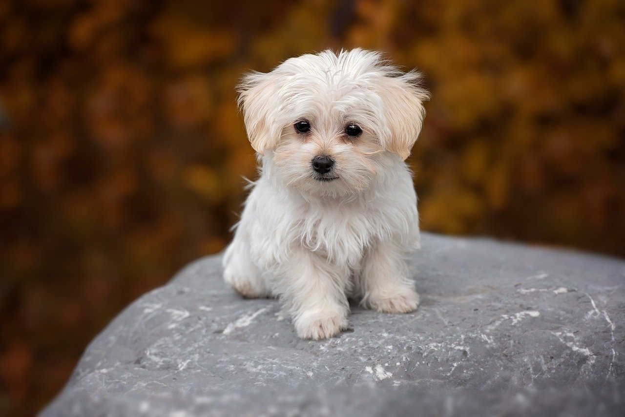 Maltese dogs all have a white coat