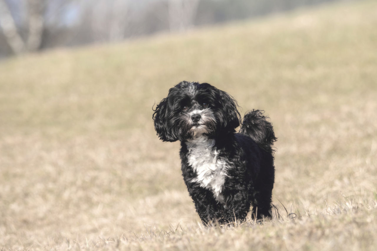 Havanese are good for first-time owners