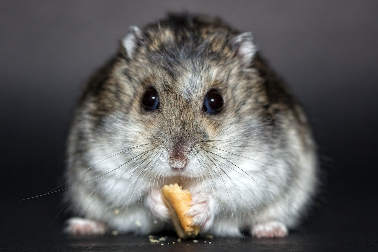 Common health issues in hamsters