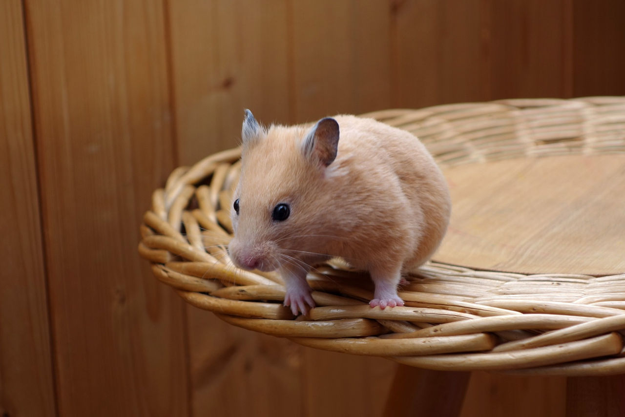 Hamster personality and behavior