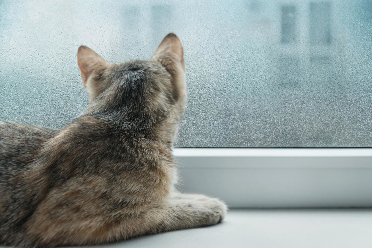 Cats Staring out of Window at Night