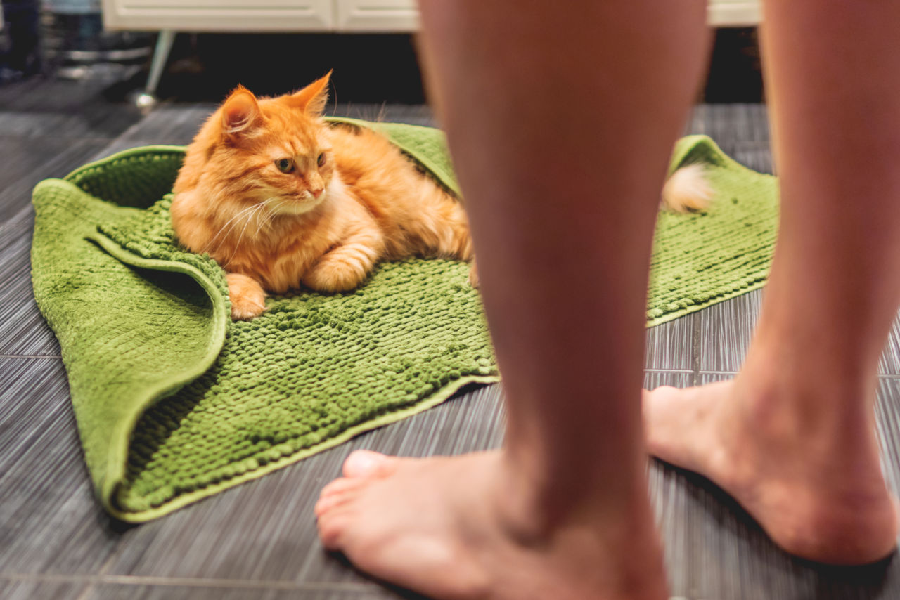 Why Do Cats Like Feet? • Family Pet Expert