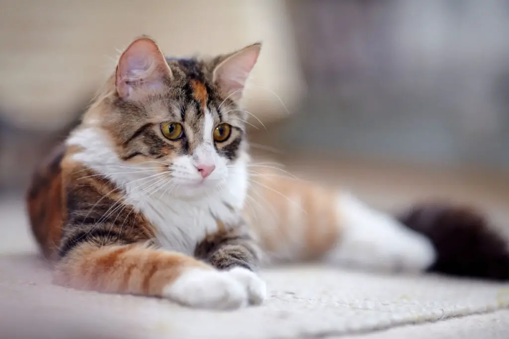 why-do-cats-twitch-their-ears-family-pet-expert