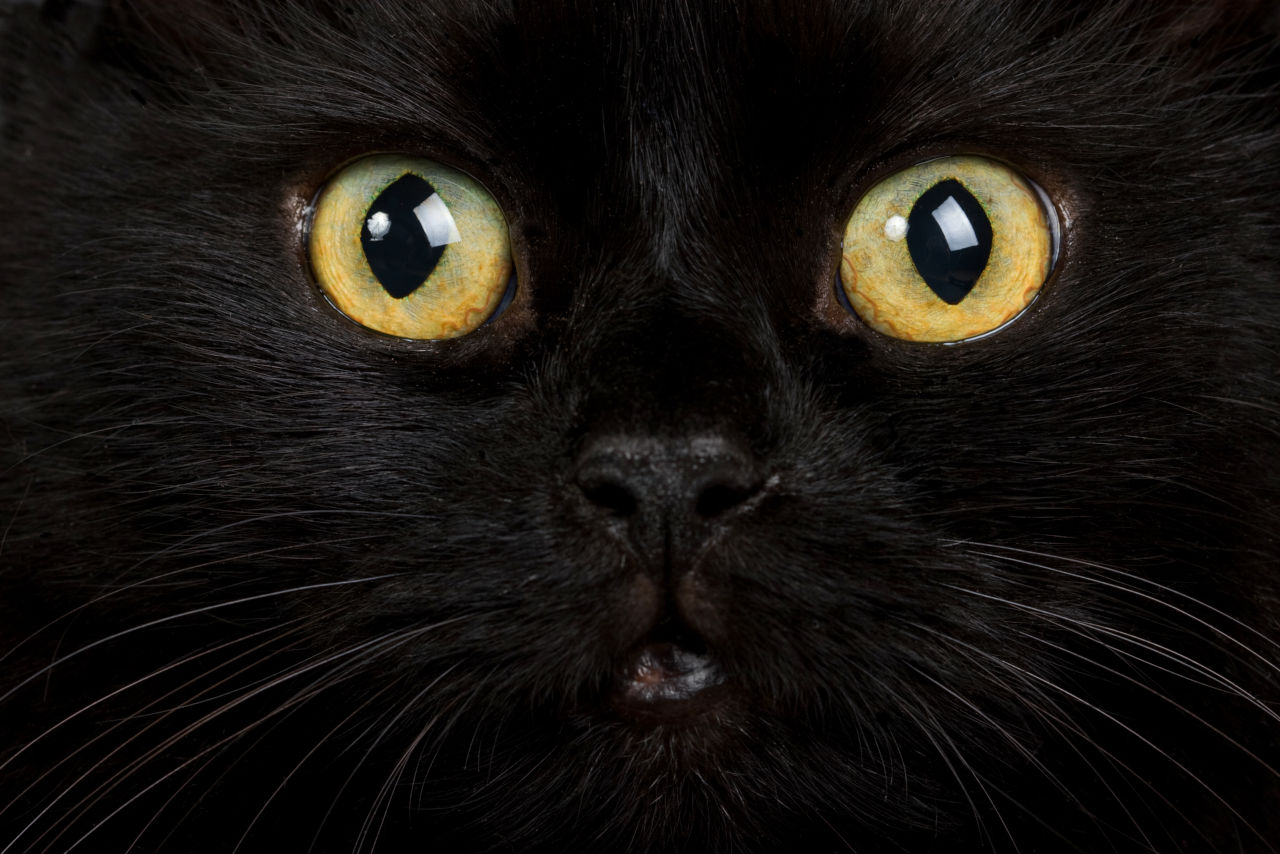 Cats eyes glow in the dark