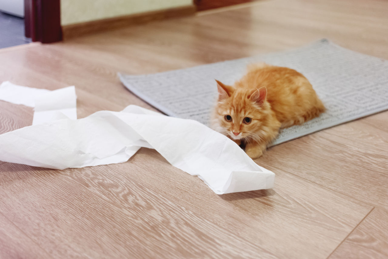 Cats play with toilet paper