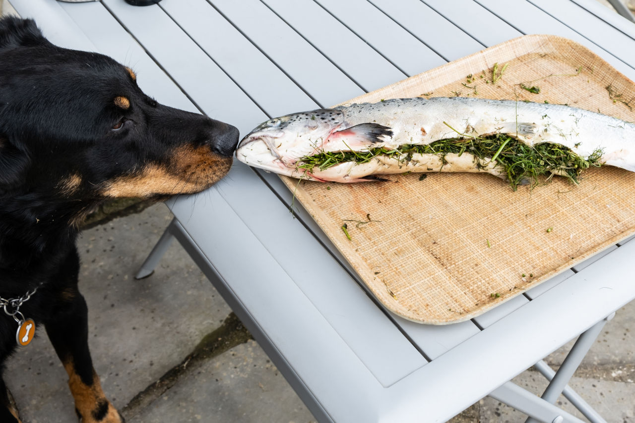 Dogs can eat salmon