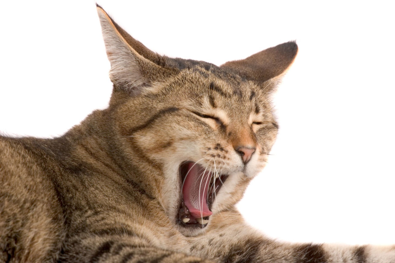 Cat is yawning