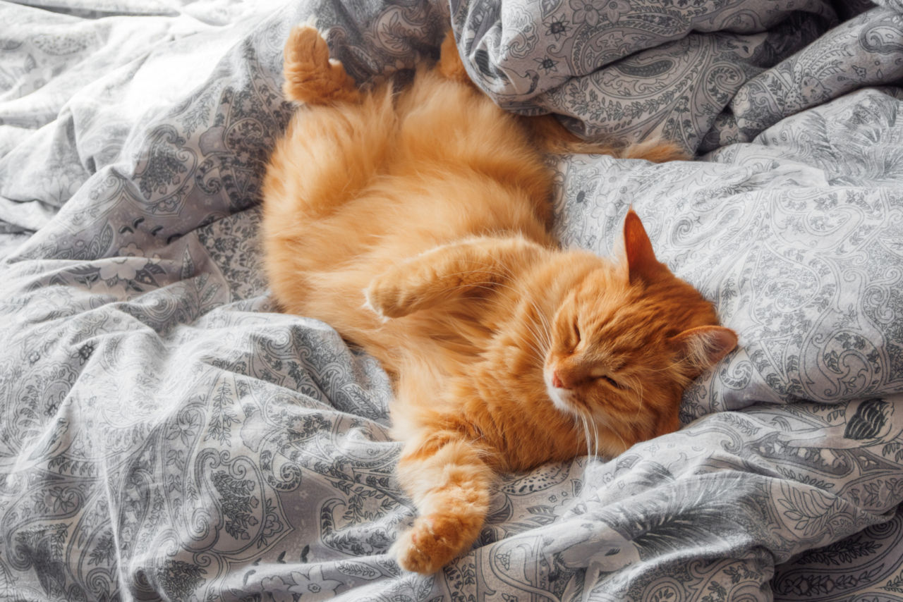 Why Do Cats Sleep On Their Back? • Family Pet Expert