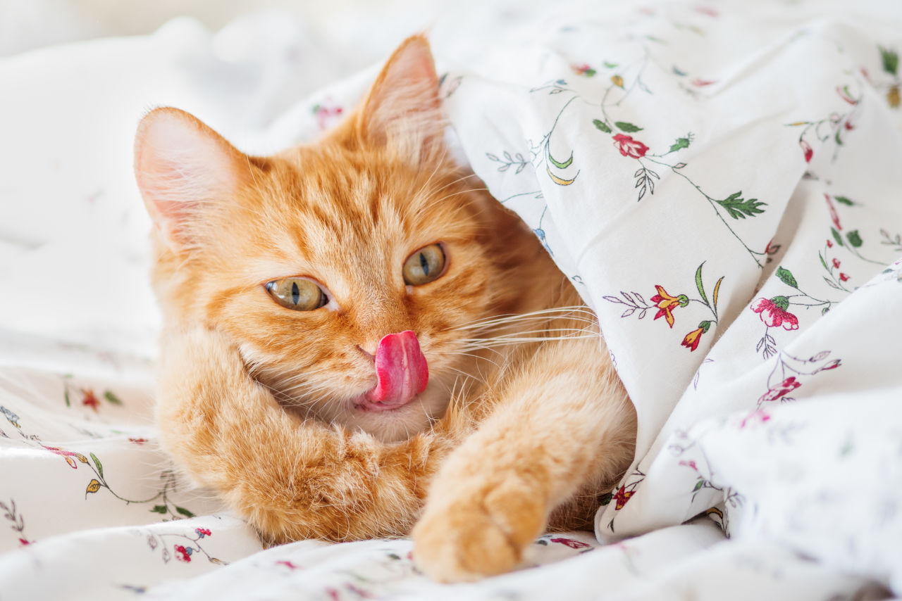 Cat sticks tongue out