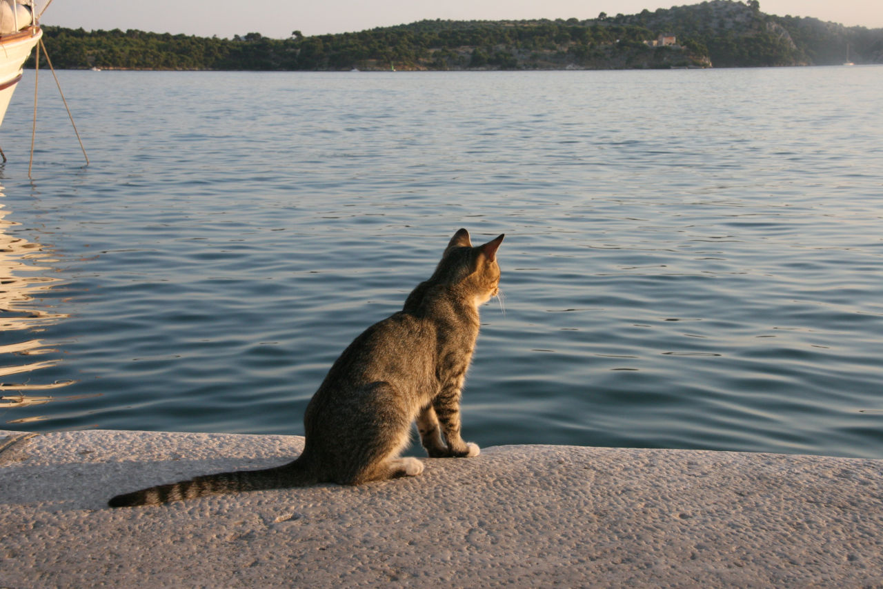 Cats swim