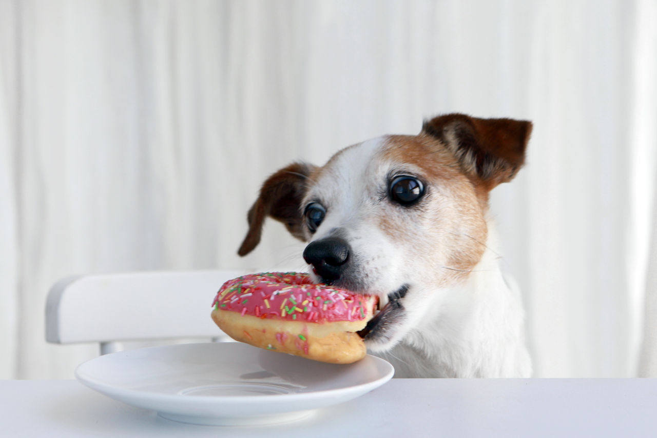 Dogs should not eat donuts