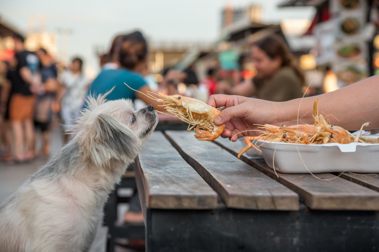 Dogs eat shrimp
