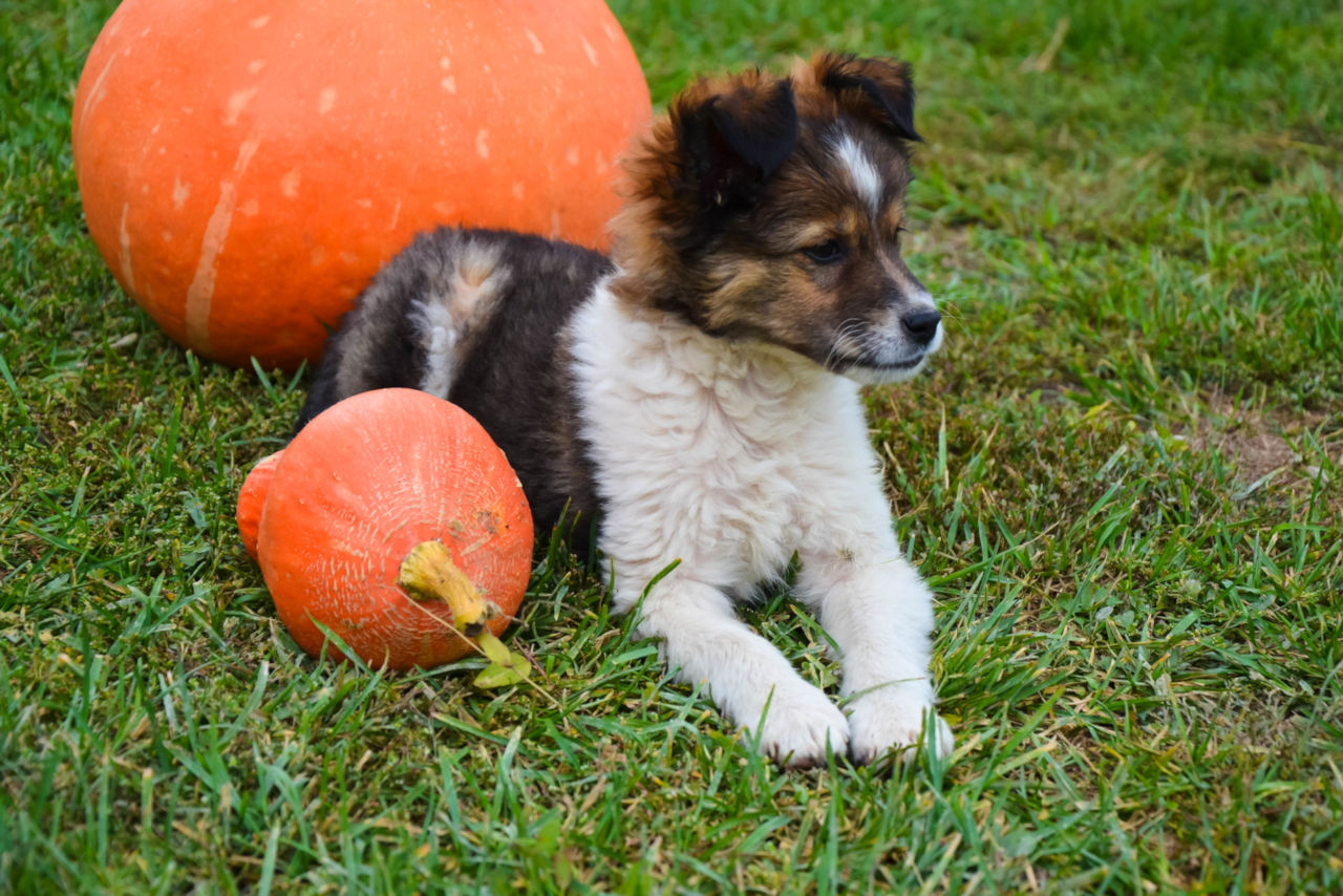 Dogs can eat pumpkin