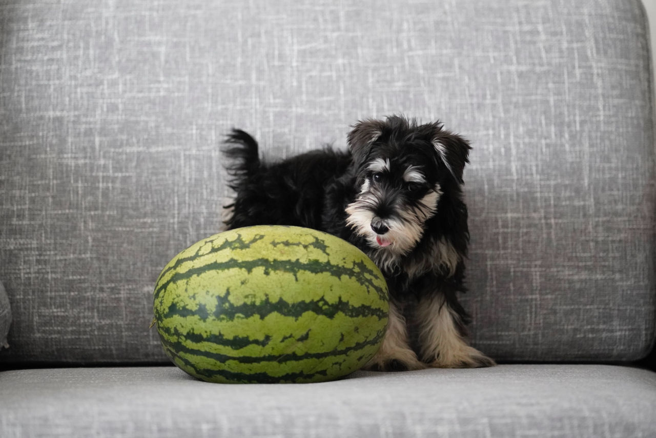 Dogs watermelon