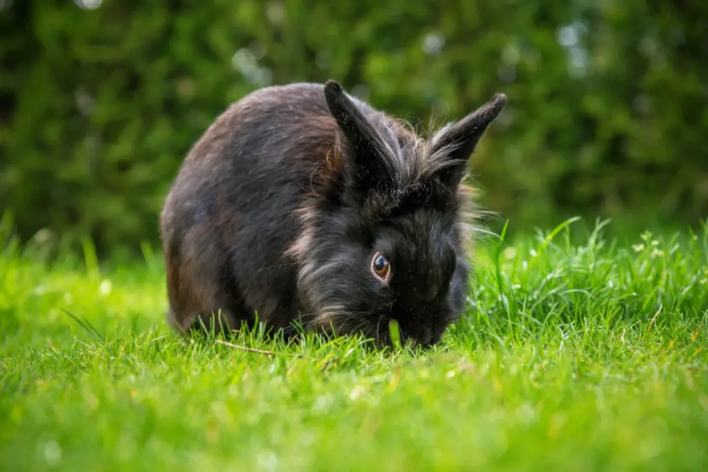 Can Rabbits Eat Apples? • Family Pet Expert