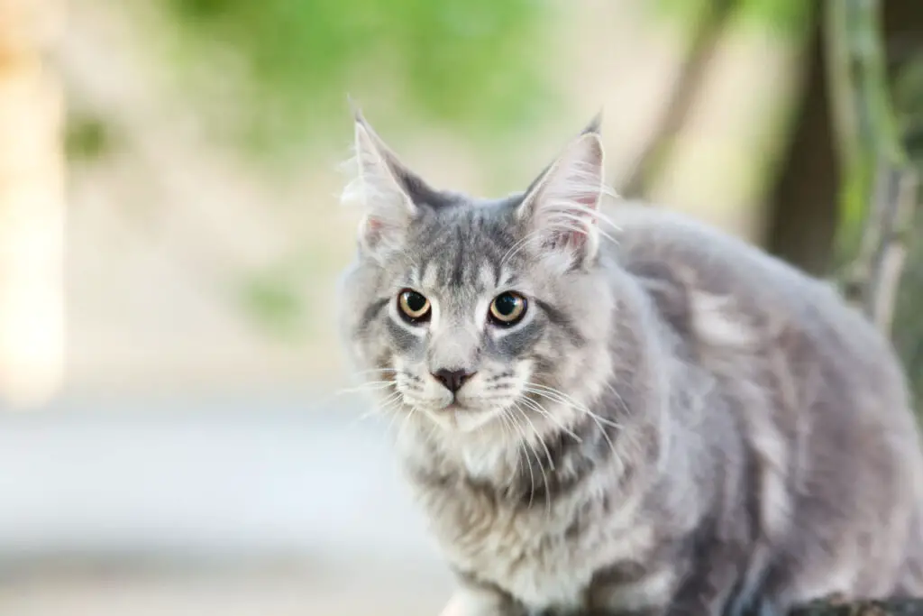 Should You Trim Ear Hair in Cats? • Family Pet Expert