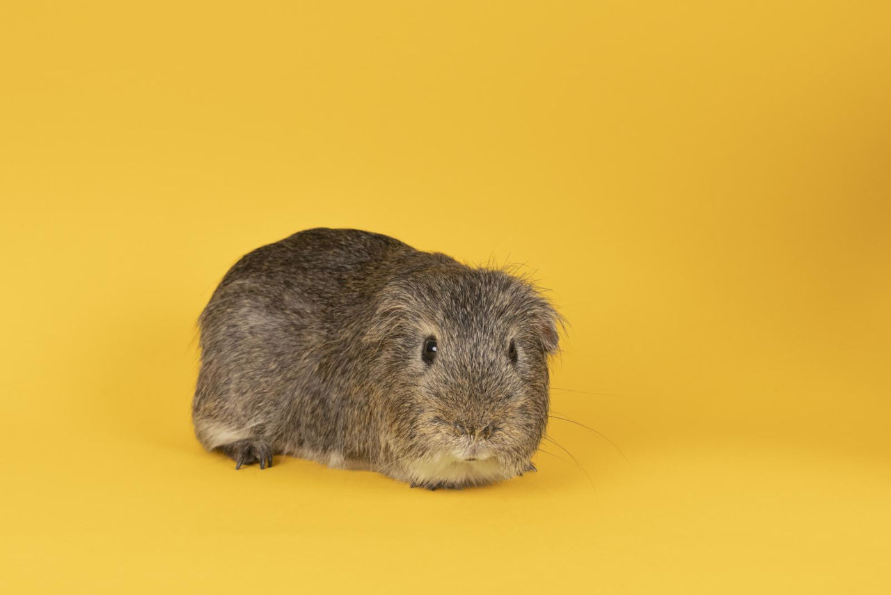 Guinea pigs eat dill