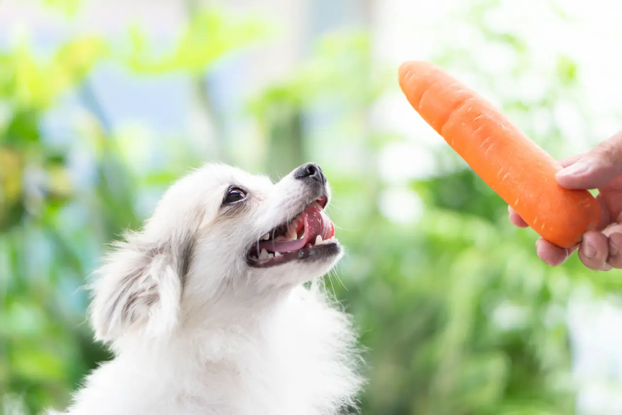 Dogs can eat carrots