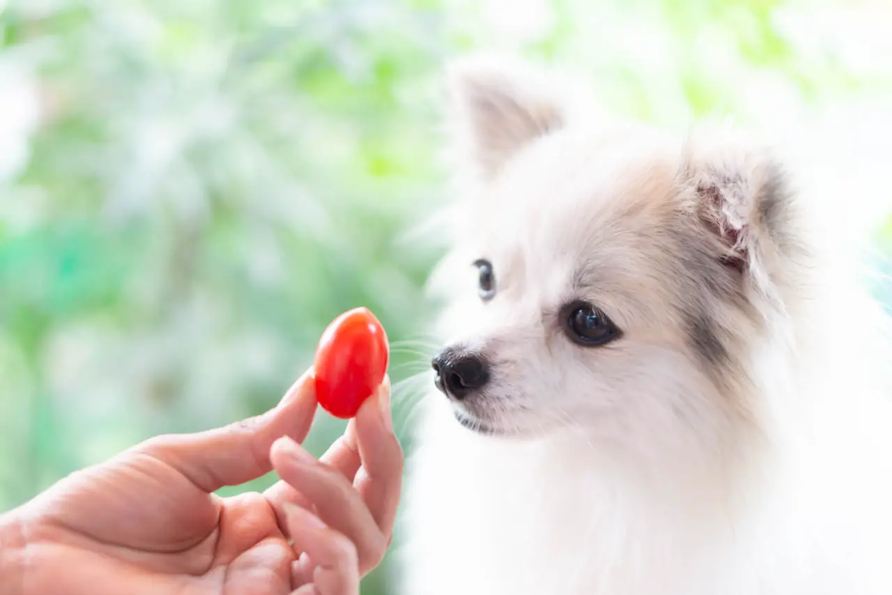Dogs and tomatoes