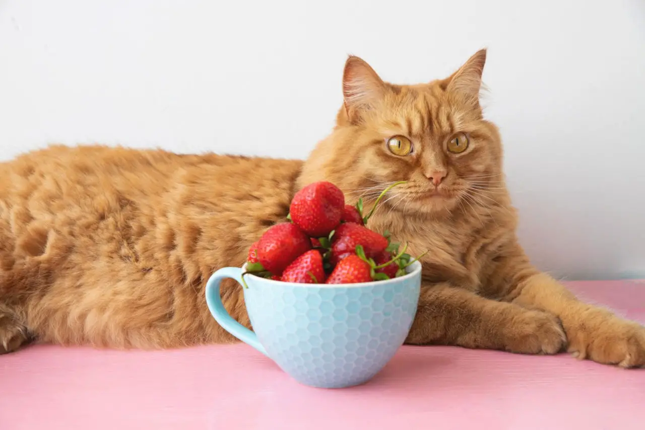 Cats can eat strawberries