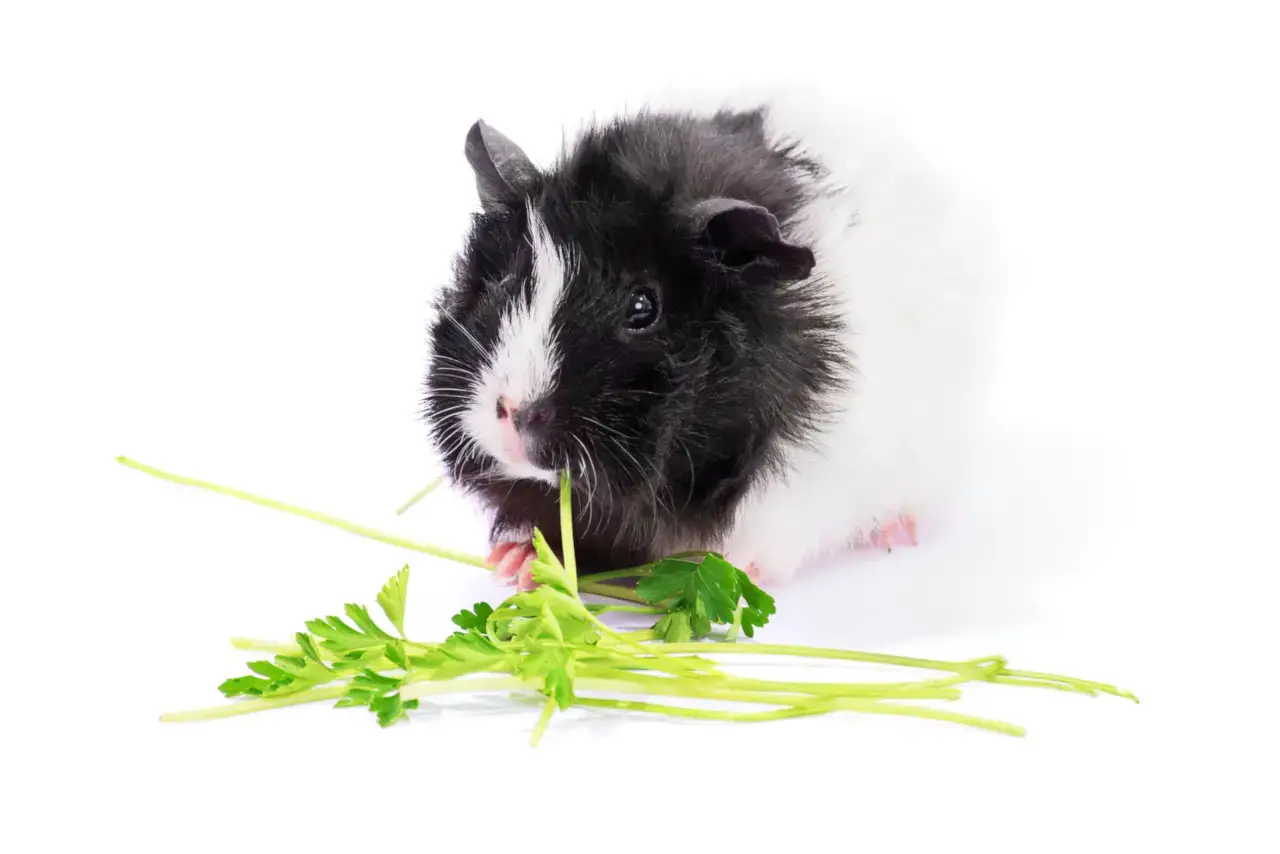 Guinea pigs can eat parsley