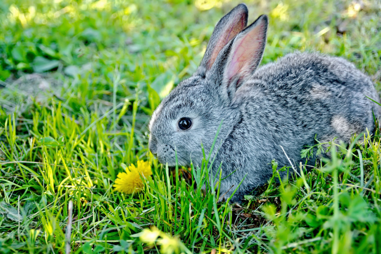 Rabbits can eat dandelions