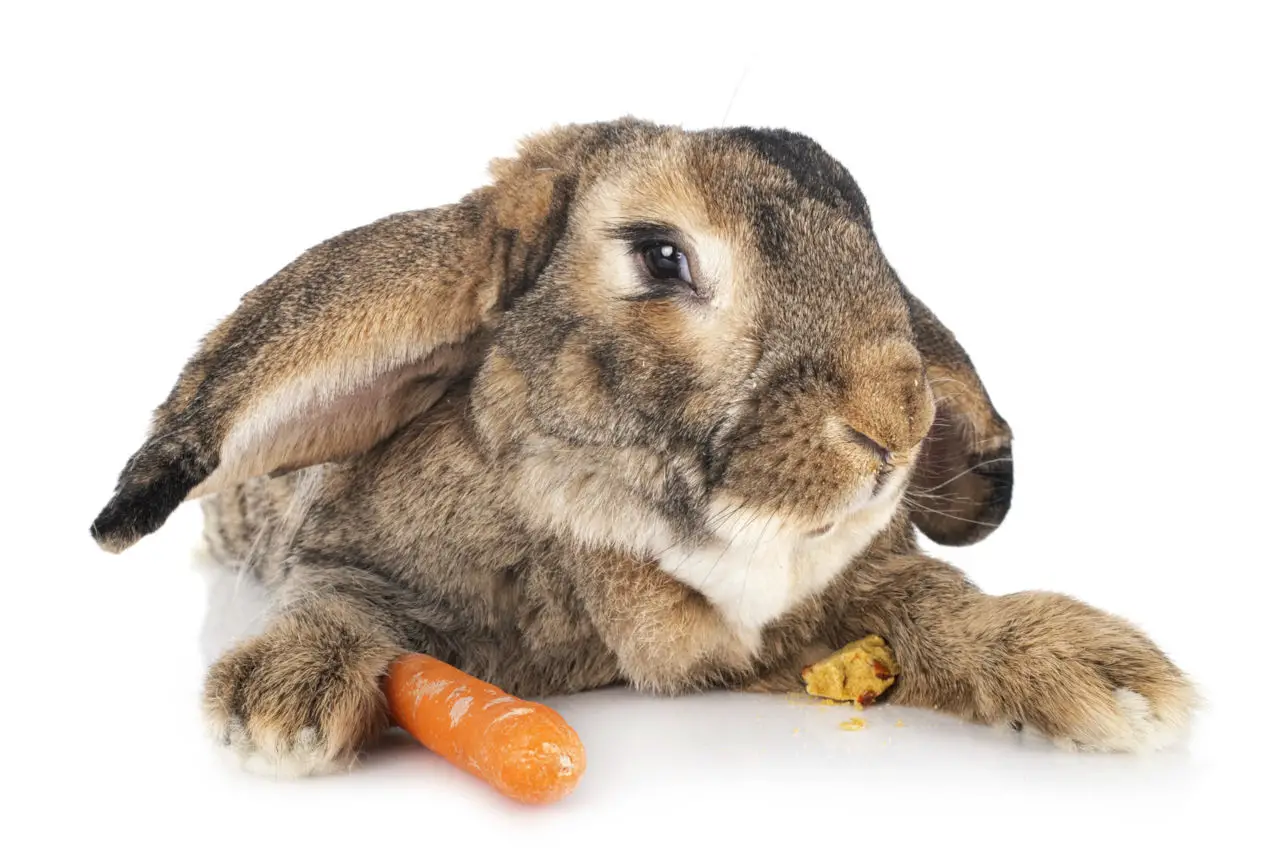 Rabbits eat carrots