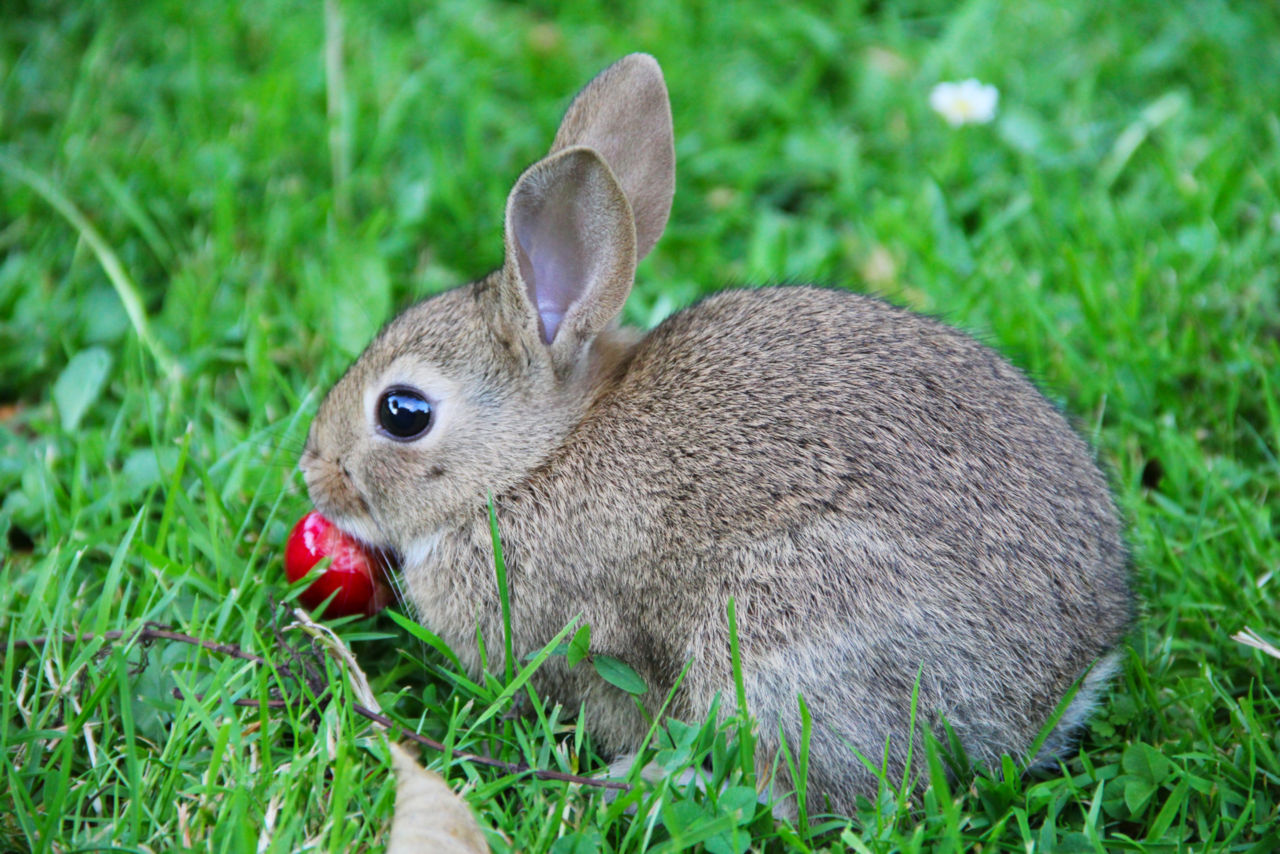 Rabbits eat cherries