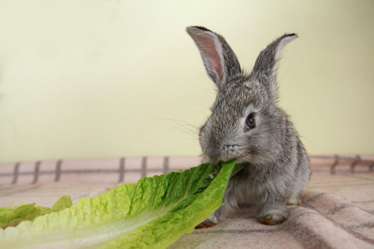 Rabbits eat romaine lettuce