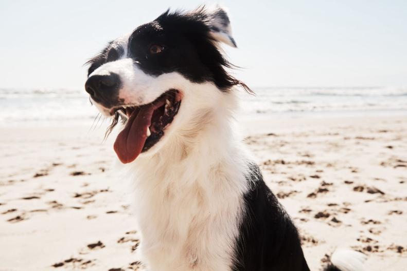 Border Collies bark a lot